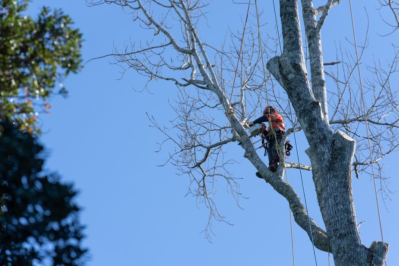 Local Apple Tree Pruning pros at work