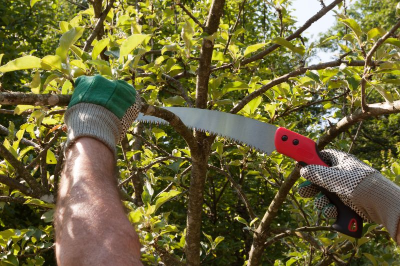 Apple Tree Pruning