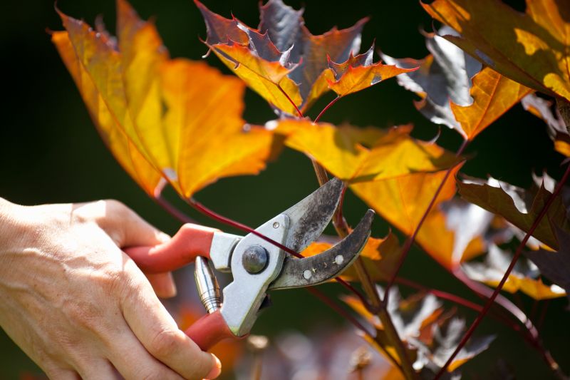 Pruning Tools in Action