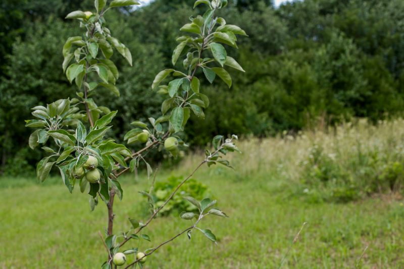 Finished Pruned Apple Tree