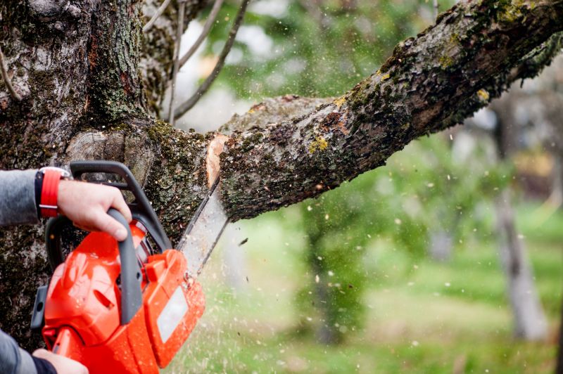 Apple Tree Removal in San Jose, CA