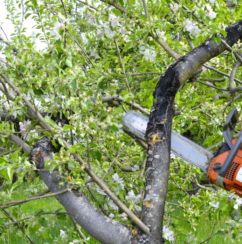 Apple Tree Removal in Reno, NV