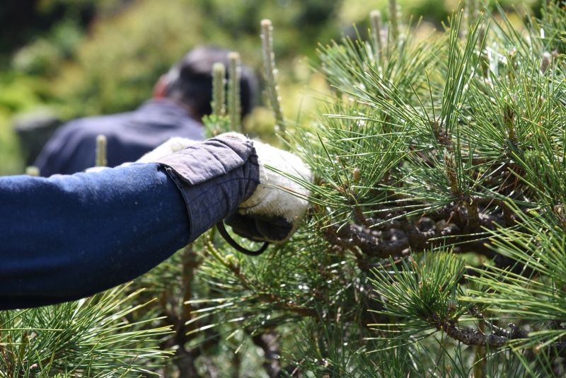 Bradford Pear Tree Pruning in Reno, NV