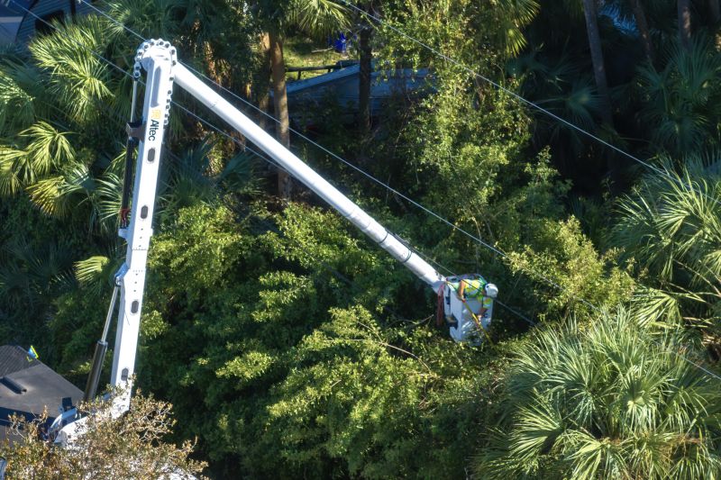 Commercial Tree Trimming in Reno, NV