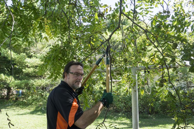 Apple Tree Pruning