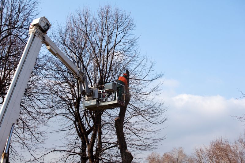 Tree Removal Equipment