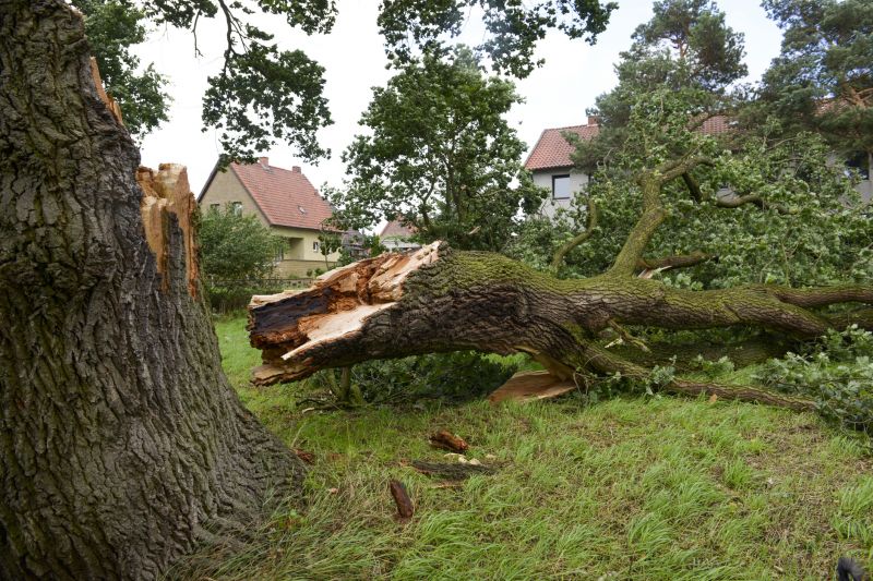 Fallen Tree on Commercial Property
