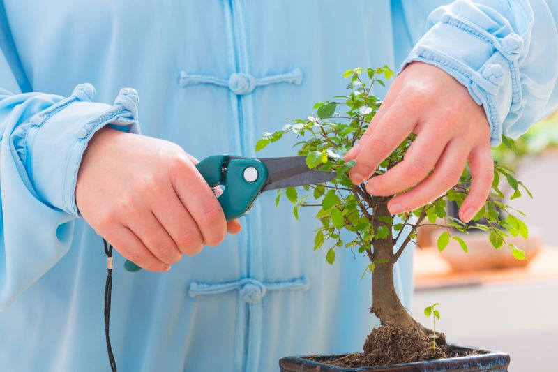 Juniper Trimming in Honolulu, HI