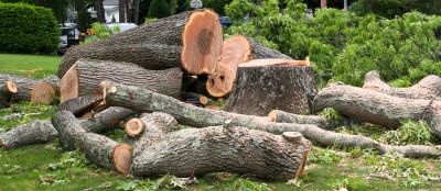 Mimosa Tree Removal in Bucks County, PA