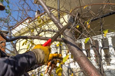 Pine Tree Trimming in Pottstown, PA