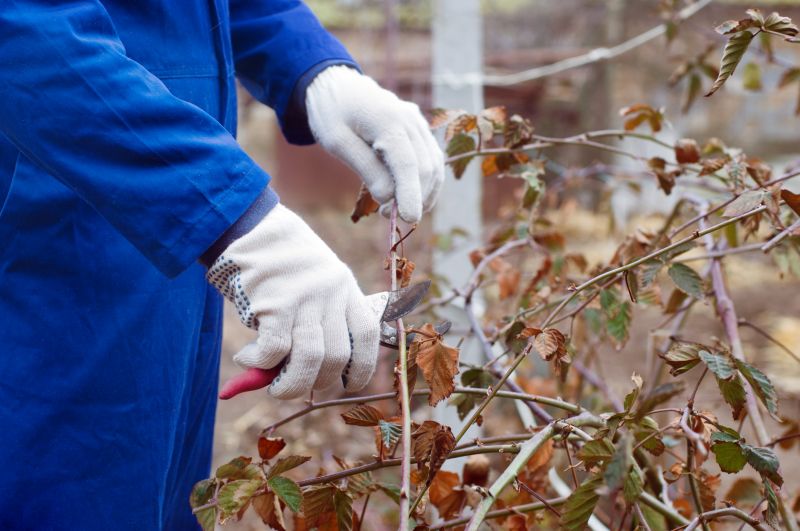 Rhododendron Pruning in Ventura County, CA