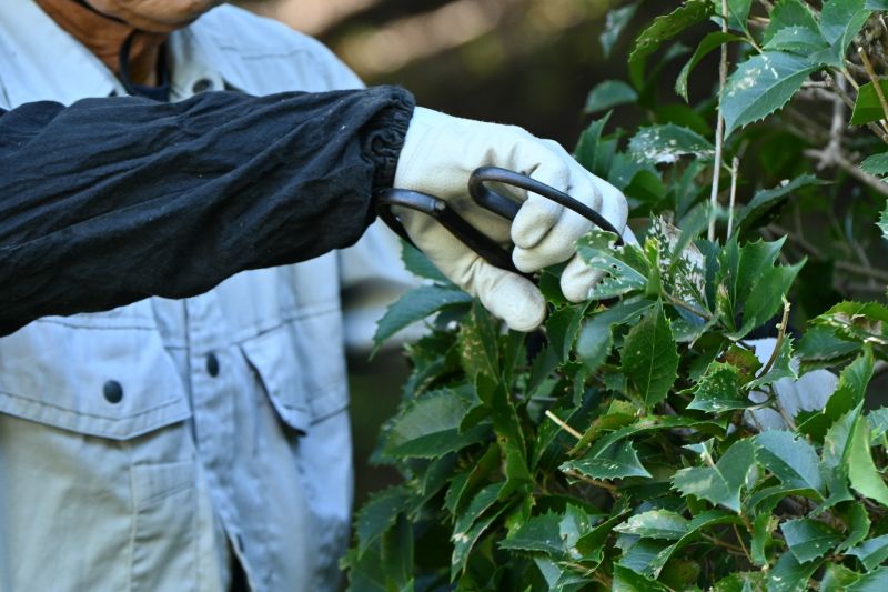 Shrub Pruning in Rockwall, TX