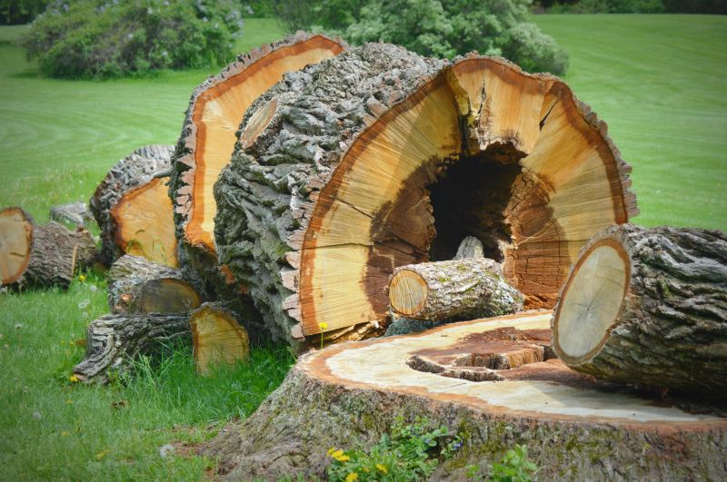 Stump Cutting in Aiken, SC