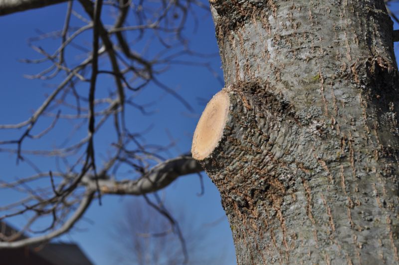 Tree Limbs Removal in Allentown, PA