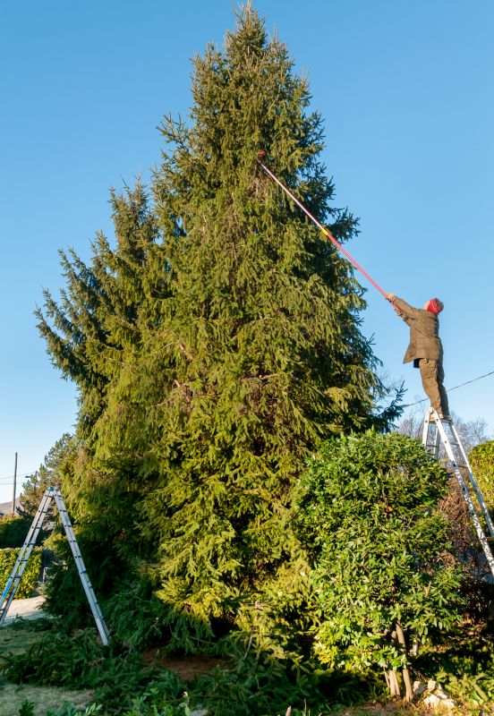 Tree Lopping Service in Reno, NV
