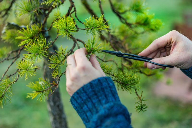 Tree Pruning in Doylestown, PA