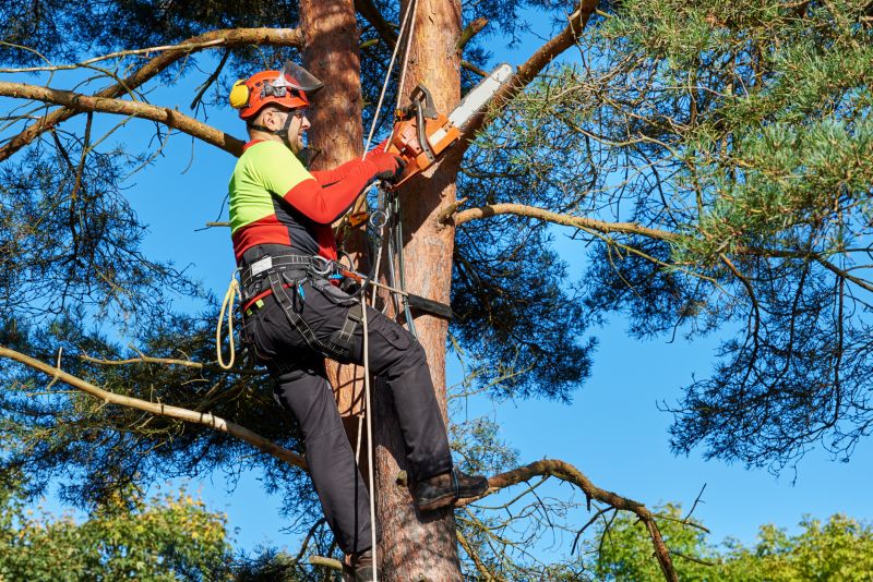 Professional Tree Trimming in Action